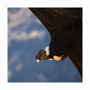 Click to view large image